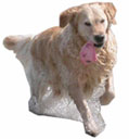 Aktive Hunde Aktive Hunde